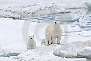 Mother polar bear with two cubs, Chukotka, Russian Far East