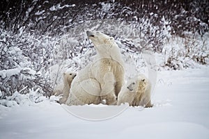 Mother polar bear with two cubs just out of hibernation