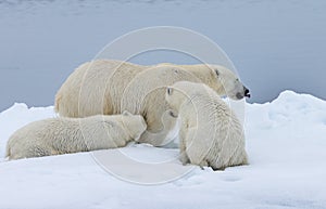 Mother polar bear with two cubs nursing in the wild