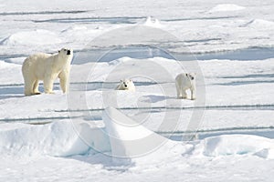 Mother Polar Bear and Two cubs on Sea Ice