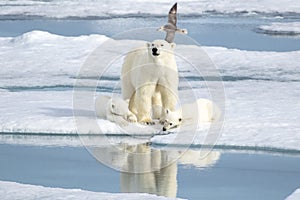 Mother Polar Bear and Two cubs on Sea Ice