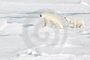 Mother Polar Bear and Two cubs on Sea Ice