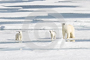 Mother Polar Bear and Two cubs on Sea Ice