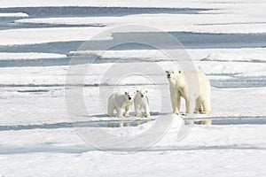 Mother Polar Bear and Two cubs on Sea Ice