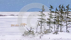 A mother polar bear and two cubs walk through the Arctic tundra on a snowy day.