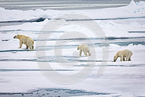 Mother polar bear with two cubs walk over the thin arctic ice floes