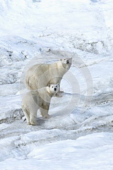 Mother polar bear with a two year old cub, Chukotka, Russian Far East