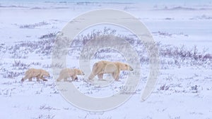 A mother polar bear Ursus maritimus leading her twin cubs through the snow.