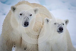 Mother polar bear with year old cub in Arctic