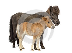 Mother poney and her foal isolated on white photo