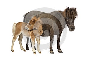 Mother poney and her foal scratching isolated on white photo