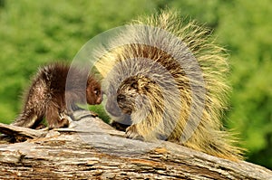 Mother porcupine and her baby