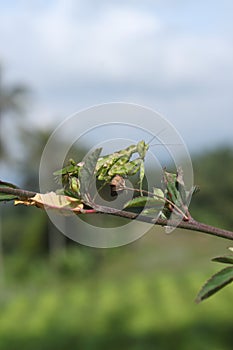 The mother of the praying mantis is eyeing its prey