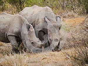 Mother and premature square-lipped rhinos Ceratotherium simum with their heads down in the grass to eat some fresh green in Krug