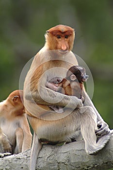 Mother Proboscis Monkey with baby, Kinabatangan, Sabah, Malaysia