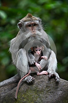 Mother protecting baby monkey photo