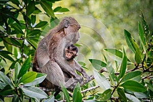 Mother Protecting Baby Monkey