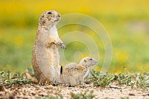 Mother protecting her newborn