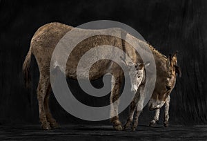 Mother provence donkey and her foal against black background