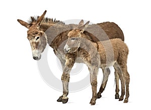 Mother provence donkey and her foal isolated on white