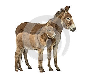 Mother provence donkey and her foal isolated on white