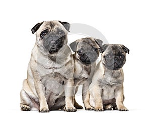 Mother Pug and her puppies sitting against white background