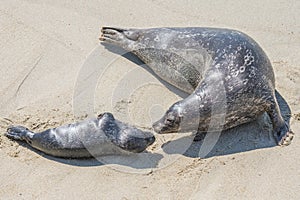 Mother and pup seal on the beach