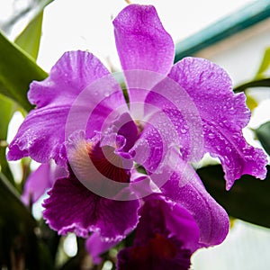 Mother queen Cattleya