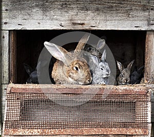 Mother rabbit with newborn bunnies