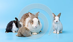 Mother rabbit and three newborn bunnies on blue background