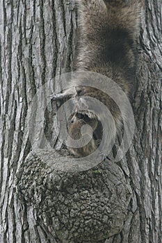 Mother raccoon with baby, on the lookout from tree