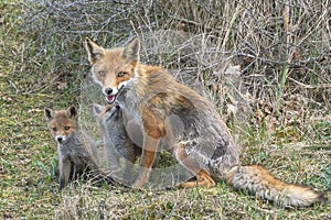 Mother Red fox Vulpes vulpes and her newborn red fox cubs. Amsterdamse Waterleiding Duinen in the Netherlands. photo