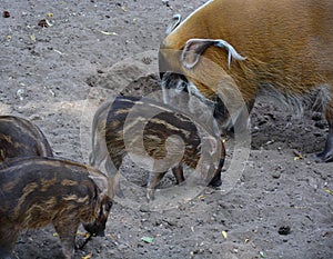 The mother red river hog with its piglets in zoo