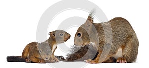 Mother Red squirrel and babies