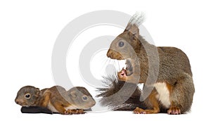 Mother Red squirrel and babies