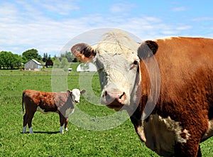 Mother red and white cow in the meadow with her little calf
