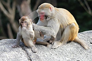 Motherly Monkey Love photo