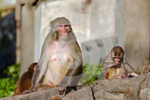 Mother Rhesus macaque monkey nursing its baby