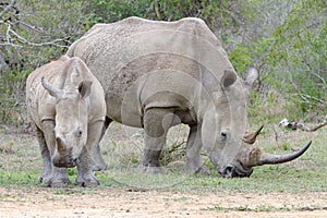 Mother rhinoceros and calf photographed at Hluhluwe/Imfolozi Game Reserve in South Africa.