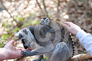 Mother of a ring-tailed lemur with a baby on her back is sitting on a branch and licking a man`s hand. Baby strokes baby lemur, wh