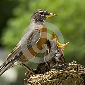 Mother Robin and Babies in Nest