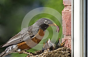 Mother Robin Feeding Babies