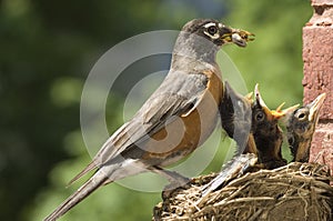 Mother Robin Feeding Babies