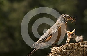 Mother Robin Feeding Baby