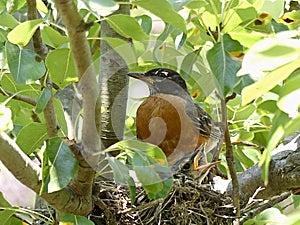 Mother Robin in Her Nest with Two Baby Robins Eager for Food