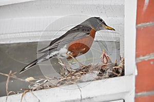 Mother Robin Bird Feeding Her Babies at a Nest