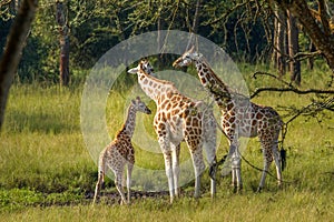 A mother Rothschild`s giraffe with her baby  Giraffa camelopardalis rothschildi standing at a waterhole, Lake Mburo National Par