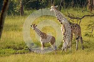 A mother Rothschild`s giraffe with her baby  Giraffa camelopardalis rothschildi standing at a waterhole, Lake Mburo National Par