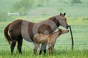 Mother`s affection photo