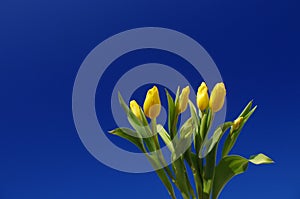 Mother`s Day. Beautiful yellow tulips on a blue sky background. Spring flower background with yellow tulips, mockup template.